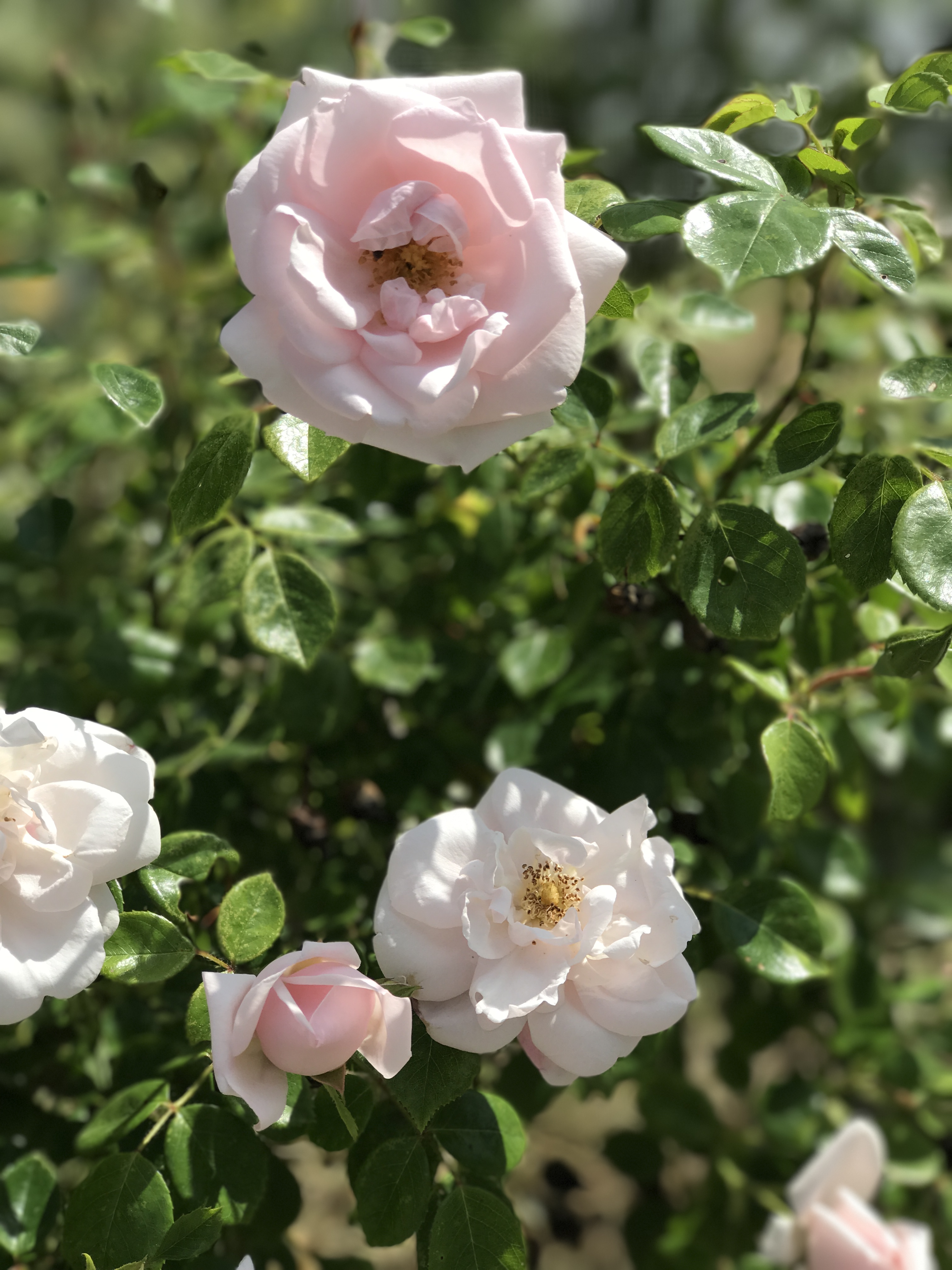 roses